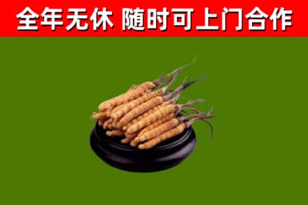 温宿回收散虫草